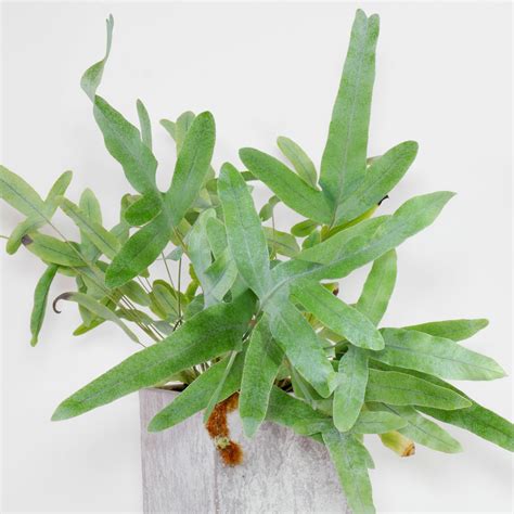 金水龍骨|金水龙骨 Phlebodium aureum